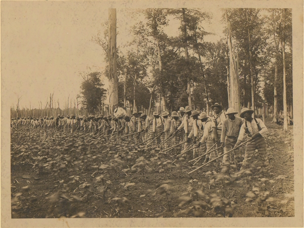 Male prisoners and field
