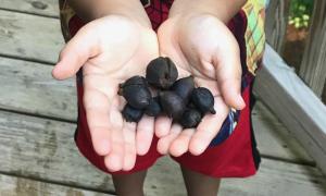 Hands holding seeds by Lauryn Mascarenaz | Planting the Seeds for Student Growth Article
