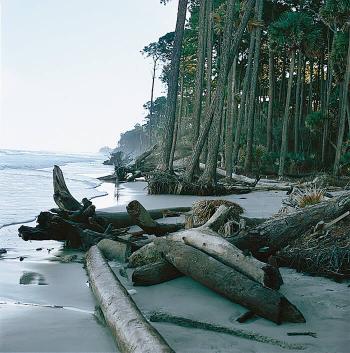 Logs ashore in a Coastal Carolina's beach 